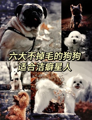 狗狗掉毛严重什么原因，狗狗掉毛严重怎么办最有效的方法？