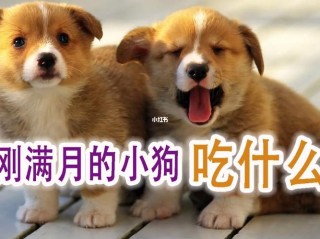 狗狗能吃麦片吗，狗能吃麦片有什么好处？