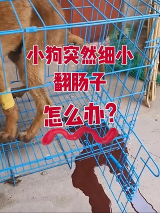 狗狗肠套叠能活几天，狗狗肠套叠保守治疗存活几率？