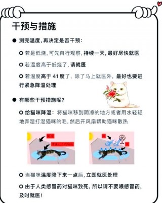 猫咪发烧怎么退烧，猫咪发烧怎么退烧最快？