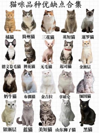 可爱的猫咪品种，超级可爱的猫咪品种？