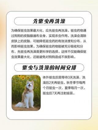 狗狗吃完驱虫药可以洗澡吗，狗狗吃完驱虫药可以洗澡吗?？