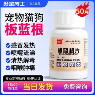 猫咪可以吃板蓝根吗？猫可以吃板蓝根嘛（最新）