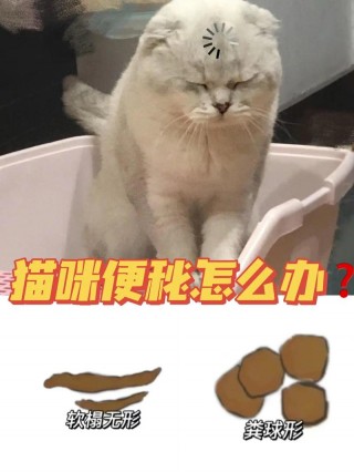 猫咪便秘怎么办，猫咪便秘怎么办最快最有效？