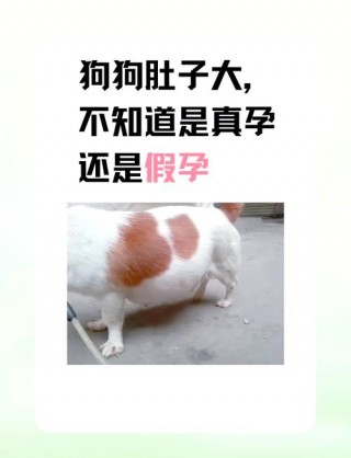 狗狗怀孕55天症状？狗狗怀孕五十三天的过程（最新）