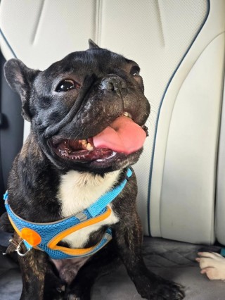 狗狗流鼻涕是感冒了吗？狗狗流鼻涕会自愈吗（最新）