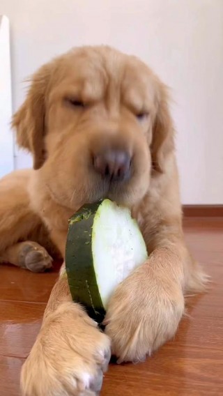 狗狗能吃冬瓜吗，狗儿可以吃冬瓜吗？