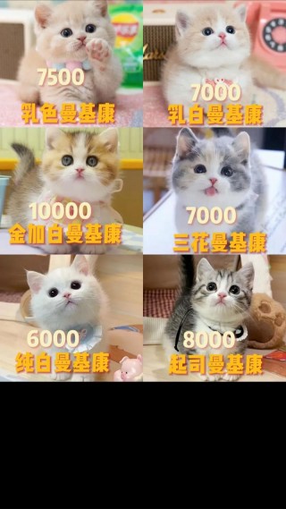 普通猫咪多少钱一只？现在猫咪多少钱一只（最新）