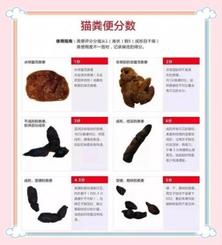 猫咪软便是什么样的，（猫咪软便长啥样）