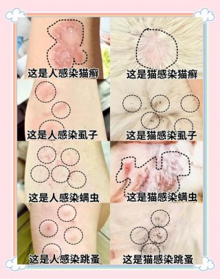 猫咪寄生虫症状？猫咪寄生虫种类图片（最新）