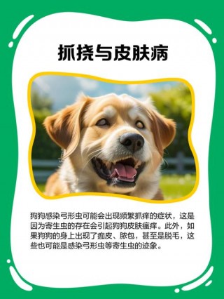 狗狗会传染弓形虫吗，狗会传播弓形虫给孕妇吗？