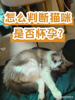 猫咪交配后多久怀孕？猫咪交配之后多久可以看出是否怀孕（最新）