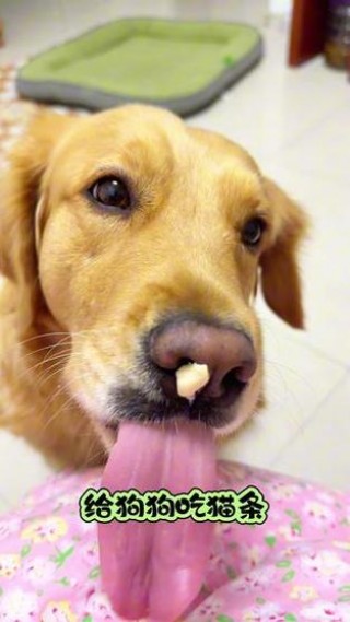 狗狗零食品牌排名榜，（狗狗零食牌子）