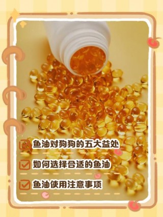 狗狗可以吃人吃的鱼油吗，狗狗可以吃人吃的鱼油吗有毒吗？