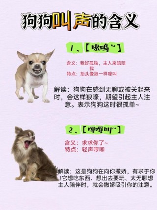 怎么听懂狗狗说话，（怎么听得懂狗狗说话）