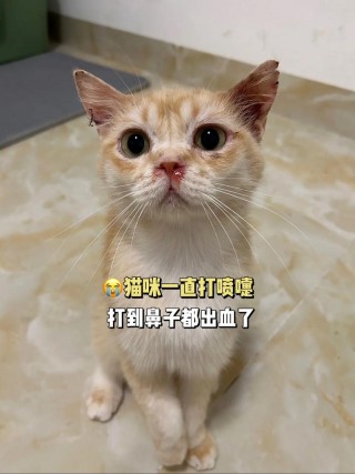 猫咪鼻子有点干，（猫咪鼻子有点干怎么回事）