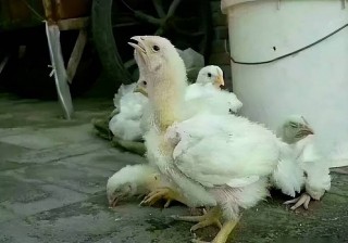 狗狗咳嗽打什么针，（狗狗窝咳用什么药）