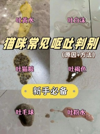 猫咪吐吃什么药好？猫咪吐吃什么药好得快（最新）