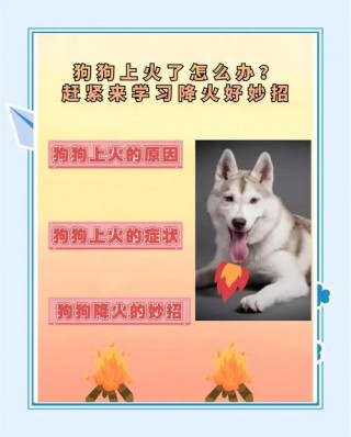 狗狗吃狗粮上火怎么办？幼犬吃狗粮上火（最新）