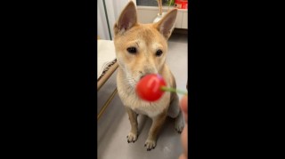 狗狗吃樱桃会中毒吗，（狗狗吃樱桃会中毒吗视频）