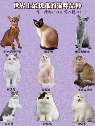 猫咪的世界是什么颜色？猫咪的世界是彩色的吗（最新）