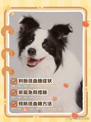 狗狗低血糖多久能恢复？狗狗低血糖多久能稳定（最新）