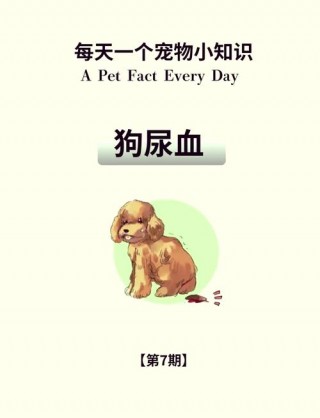 狗狗尿血怎么办，（狗狗尿血但是精神很好怎么治疗）