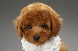 泰迪狗狗能吃玉米吗，（泰迪狗狗能吃玉米吗有营养吗）