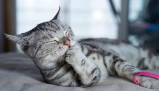 猫咪发情的季节？猫咪发情期在什么季节（最新）