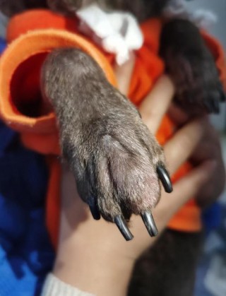 狗狗脚被划伤了怎么办？狗的脚划伤了要打针吗（最新）