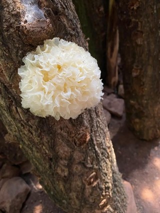 狗狗可以吃银耳吗？狗子能吃银耳吗?（最新）