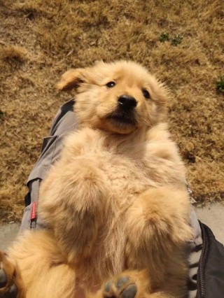 乳酶生狗狗可以吃吗，（乳酶生片狗能吃吗）