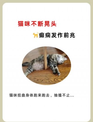 猫咪一直摇头怎么回事，猫咪不停的摇头是怎么回事？