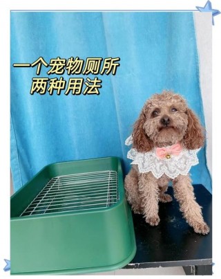 怎么纠正狗狗撕咬尿垫，（狗狗总撕咬尿垫）