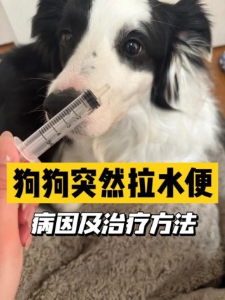 狗狗喝了脏水怎么办？狗喝脏水会拉肚子吗（最新）