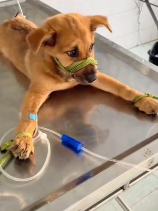 狗狗不撒尿怎么办，（狗狗不撒尿什么原因）