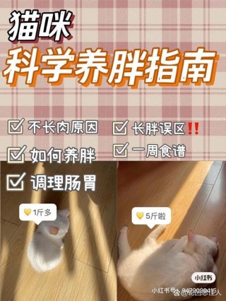 猫咪怎么才能长胖，猫咪怎么才能长胖呢？