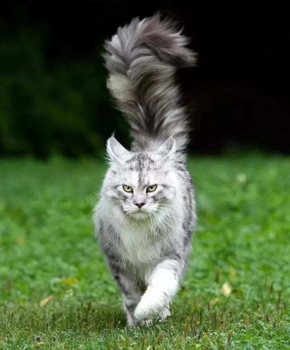 世界上最可爱的十种猫咪，（世界上最可爱的猫排名第一）