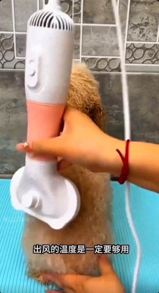 狗狗害怕吹风机怎么办，狗狗怕吹风机的训练步骤？