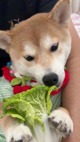 狗狗能吃小白菜吗，狗狗可以吃小白菜么？