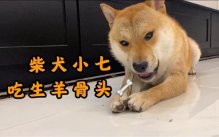狗狗吃羊骨头好吗，（狗吃羊骨头能消化吗）