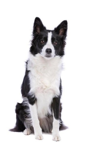 黑白的狗狗叫什么名字，（黑白的狗狗叫什么名字好听）