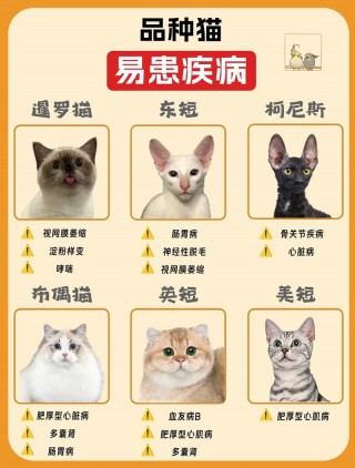 猫咪会生什么病，（猫咪生什么病会不吃东西）