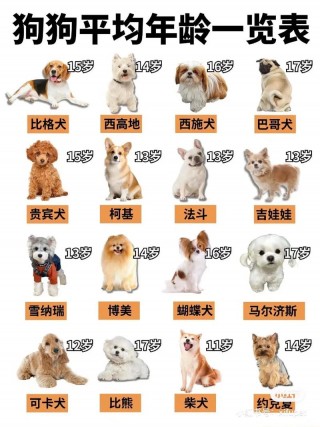 狗狗多大算幼犬，狗狗多大到多大算幼犬？