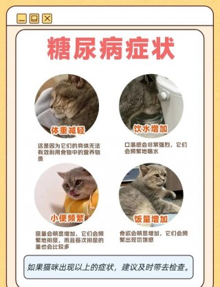 猫猫容易得什么病，（猫容易得的致命病）