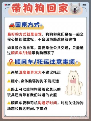 过年回家狗狗怎么办？过年回家狗怎么安置（最新）