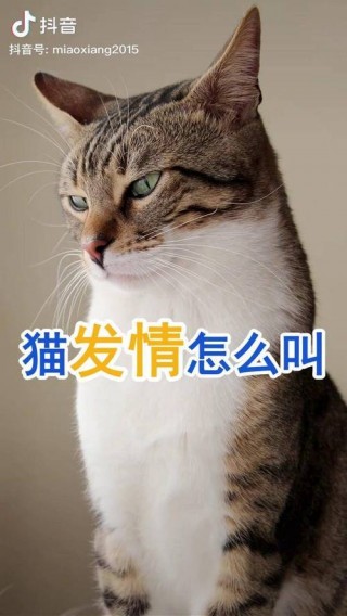 猫咪发情的特征？猫咪发情的特征图片（最新）