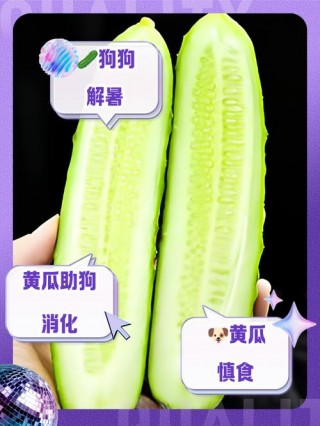 狗狗吃黄瓜的好处？狗狗吃黄瓜好不好（最新）