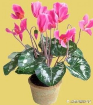 百合花对猫咪有害吗，（百合花对猫咪的伤害）