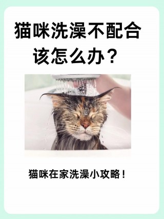 猫咪不洗澡怎么办？猫咪不洗澡有什么办法（最新）
